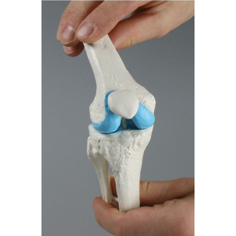 Knee Joint Model