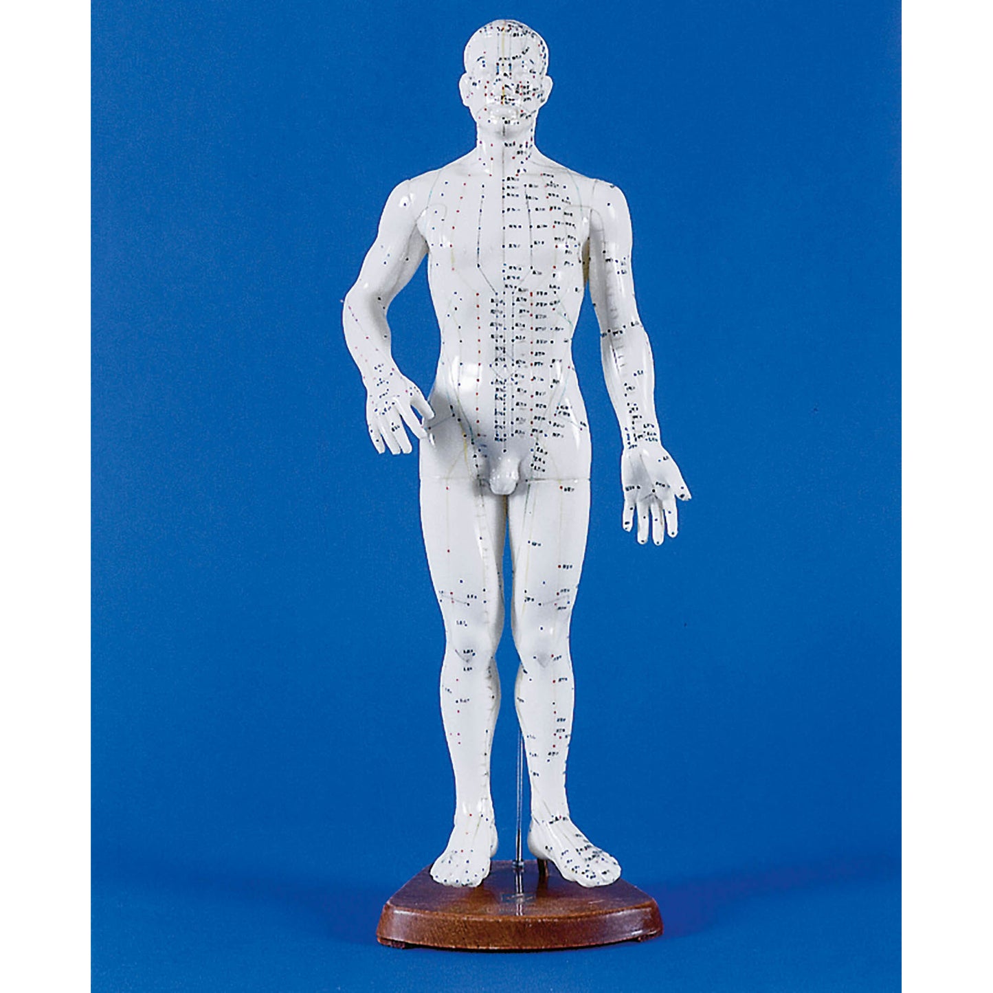 Chinese Acupuncture Figure - Male 50cm - Erler Zimmer