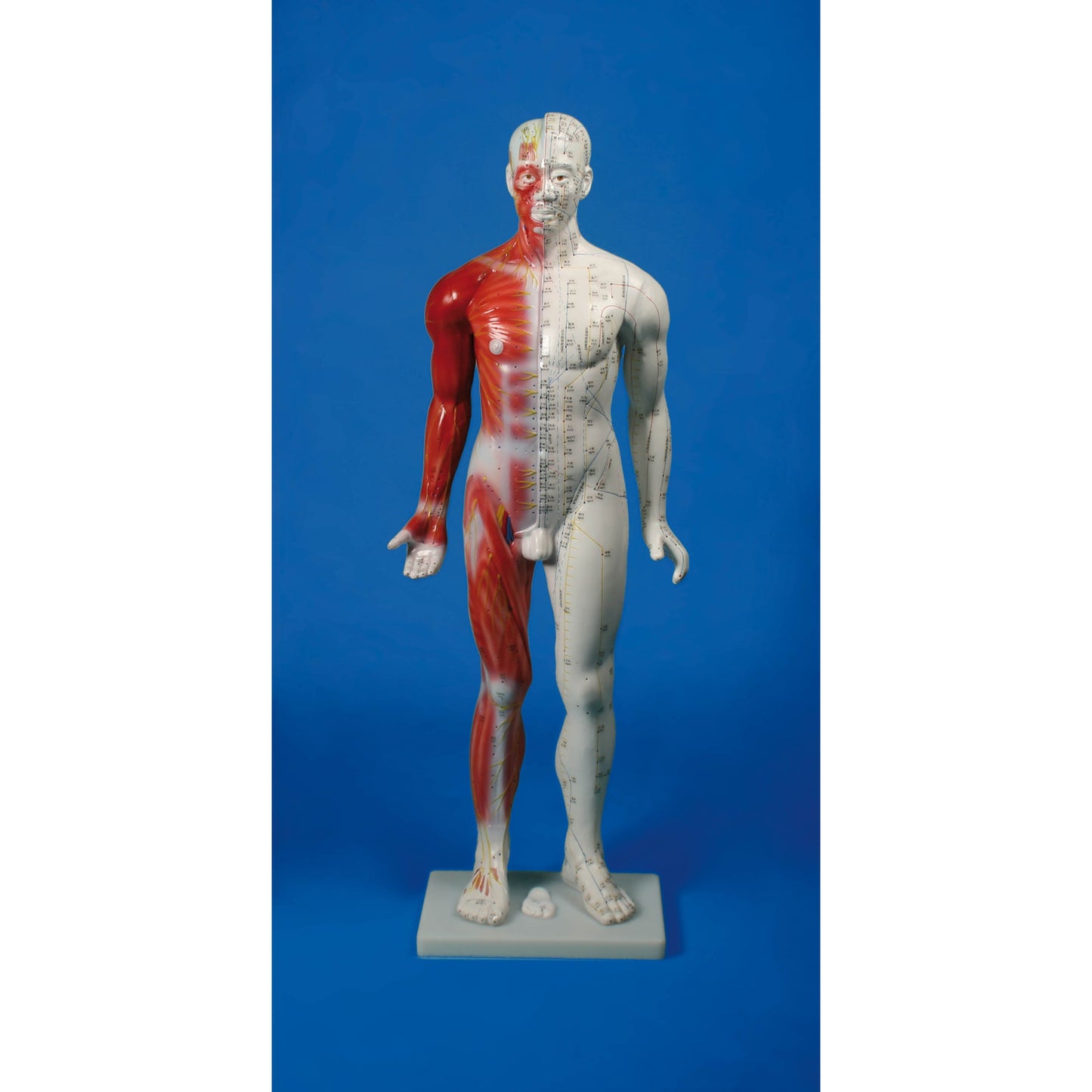 Chinese acupunture Figure - Male - 80 cm - Erler Zimmer