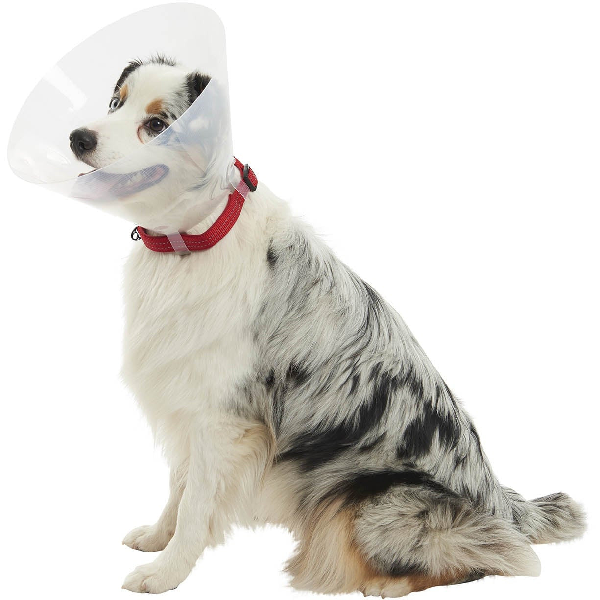 Buster Collar Transparent 12.5cm X 10 - MWI Animal Health