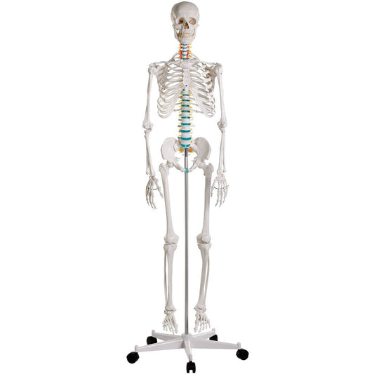 Erler Zimmer Didactic Skeleton Model - 'Oscar'