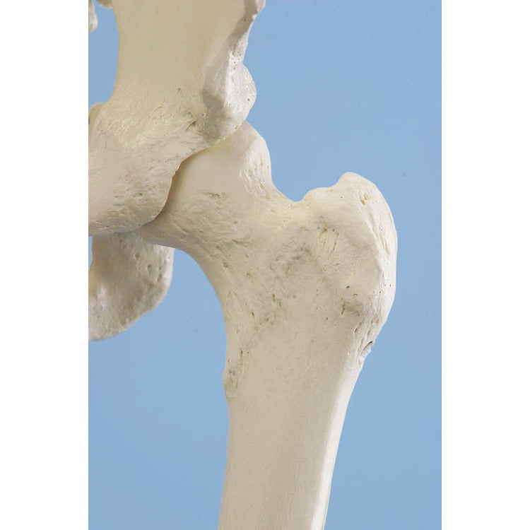 Skeleton Model - 'Willi'