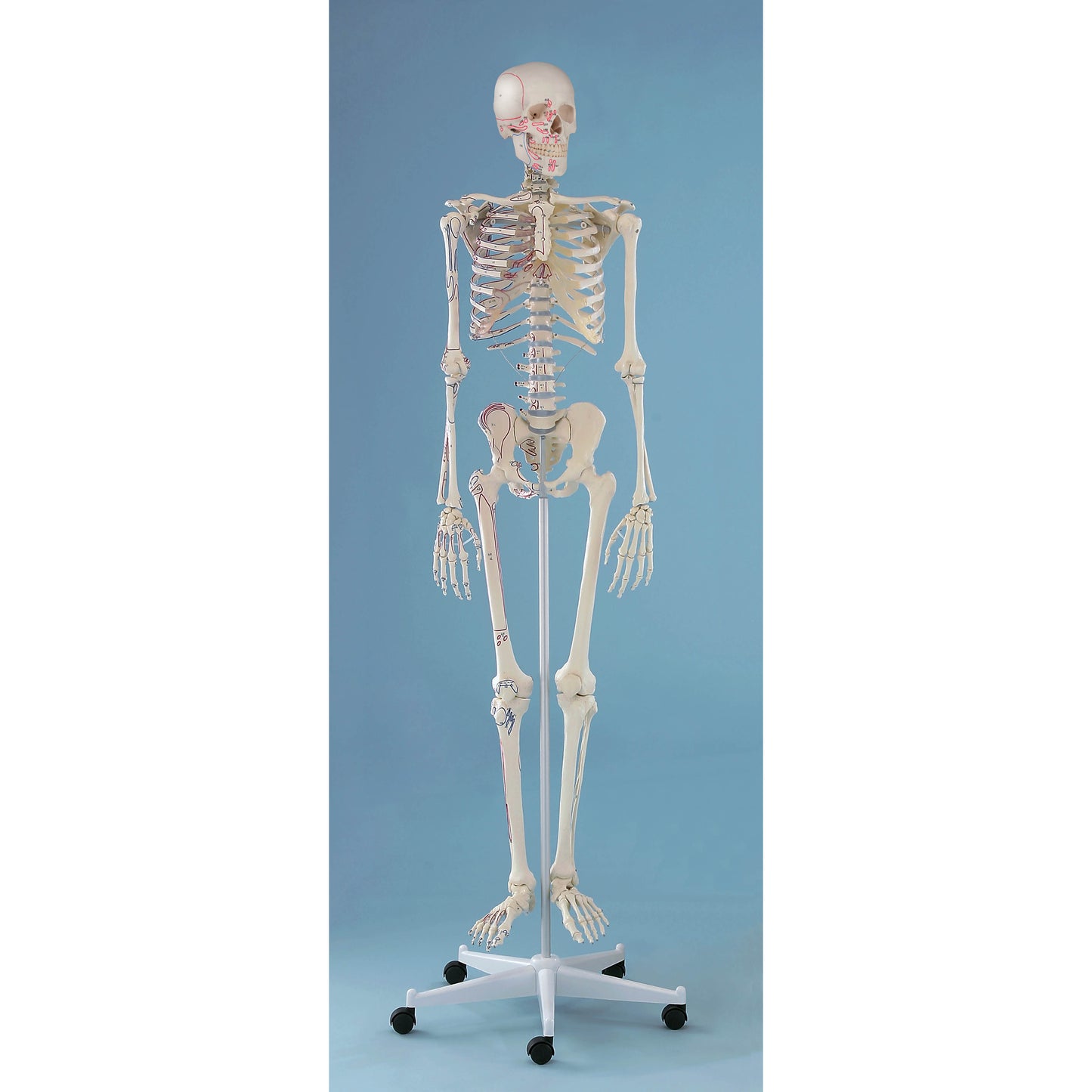 Skeleton “Arnold” with Muscle Markings - Erler Zimmer