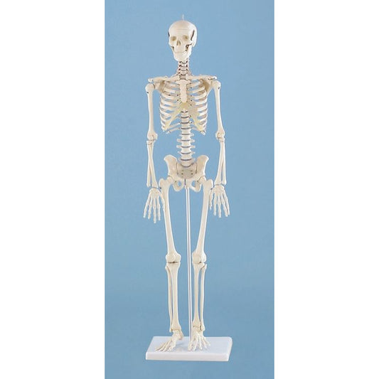 Erler Zimmer Miniature Skeleton - Patrick