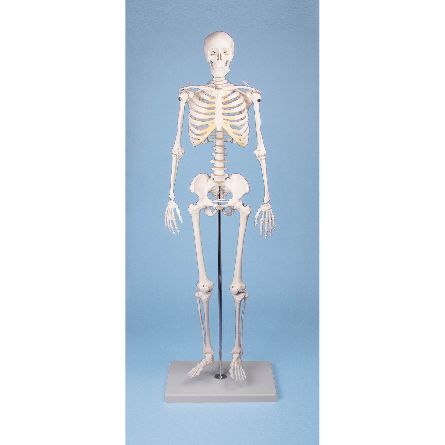 Miniature – Skeleton “Tom” - Erler Zimmer
