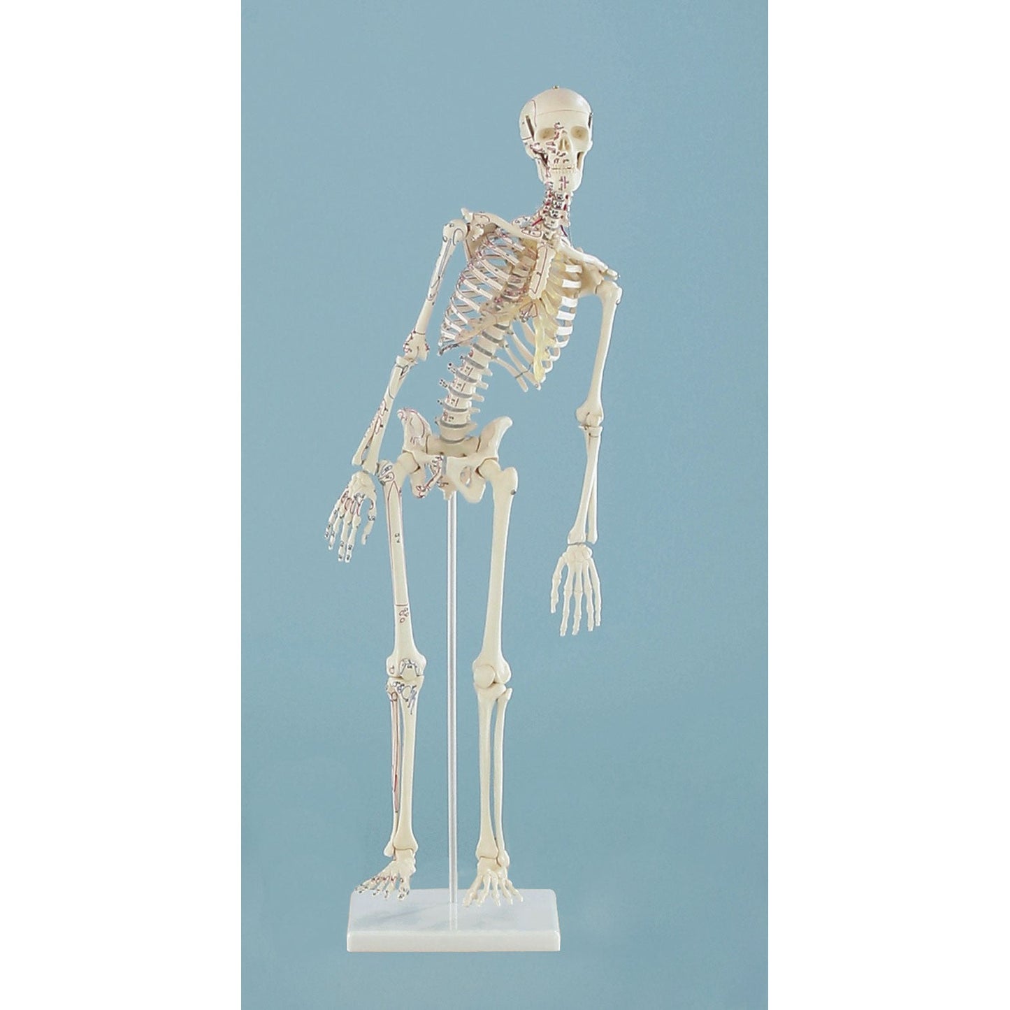 Miniature Skelton 'Fred' with Movable Spine and Muscle Markings