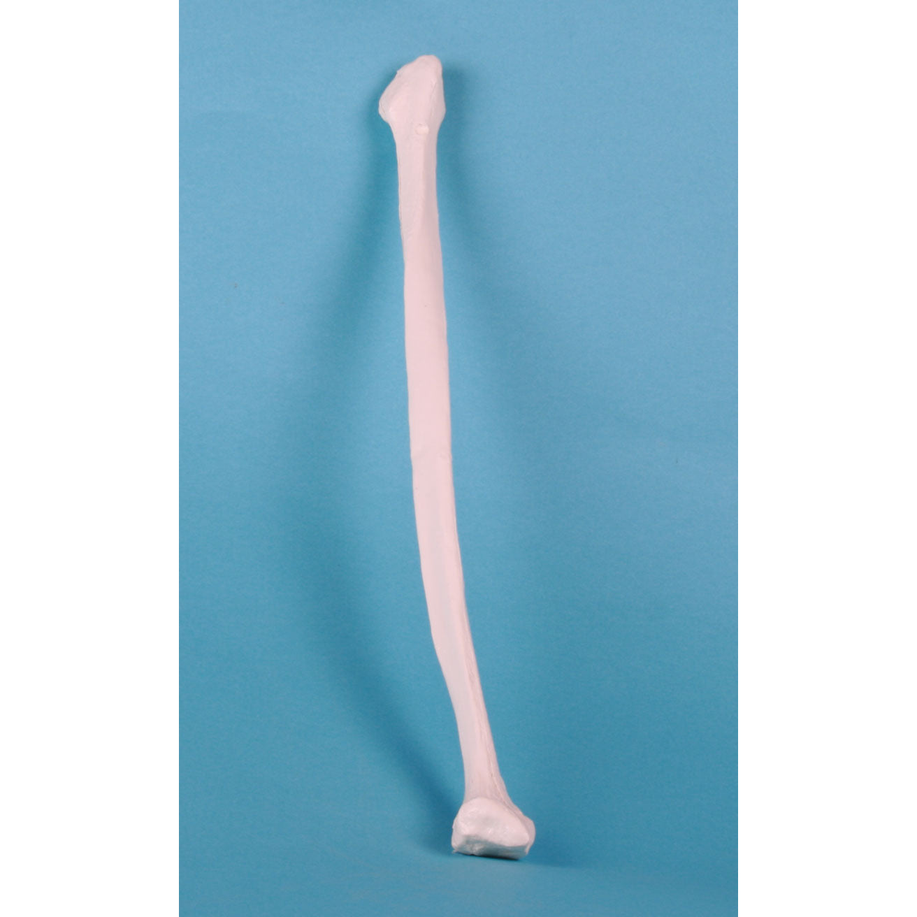 Femur - Erler Zimmer