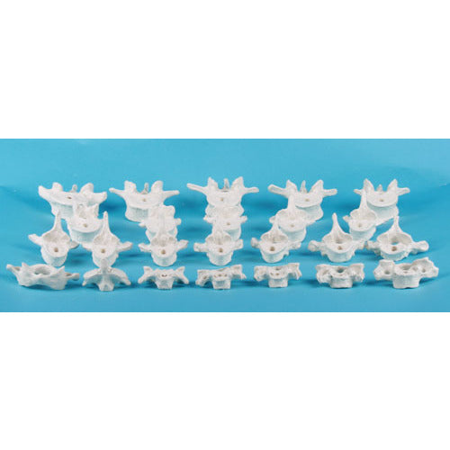 Vertebrae - individual (C1 to L5) - Erler Zimmer