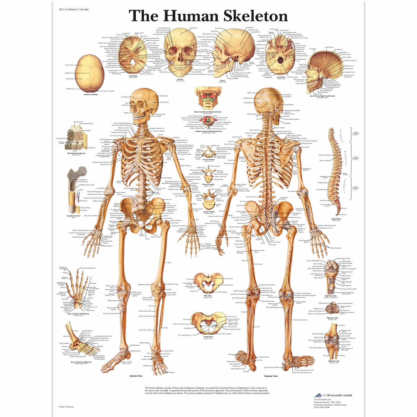 The Human Skeleton Chart - 3B Scientific