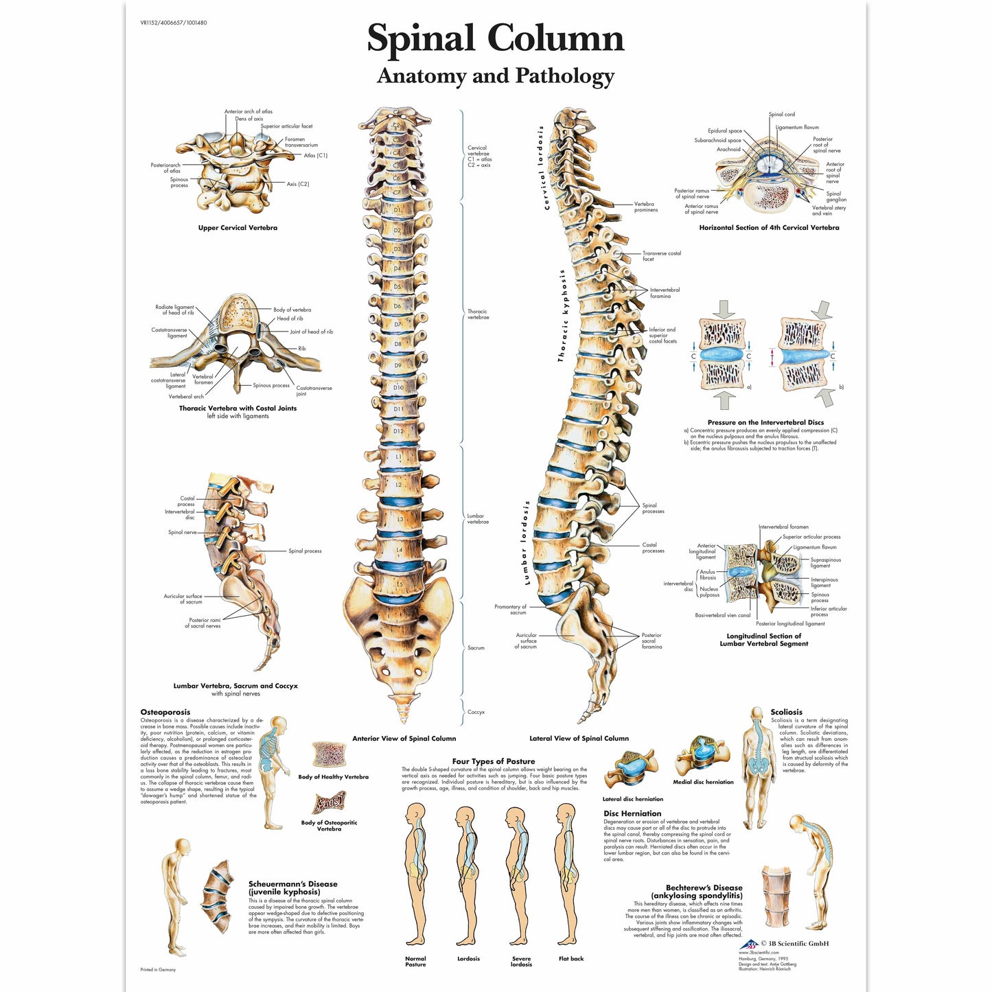 Spinal Column Chart - 3B Scientific