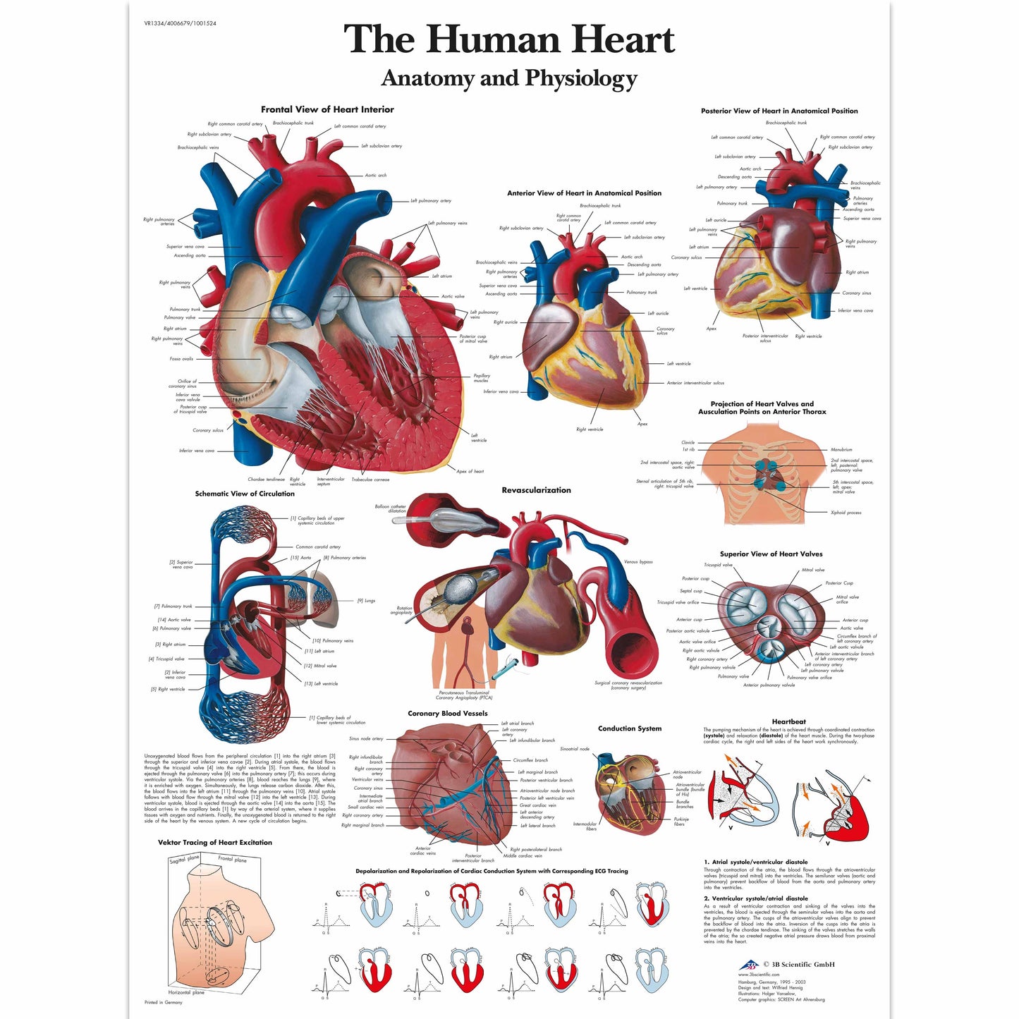 The Human Heart Chart - 3B Scientific