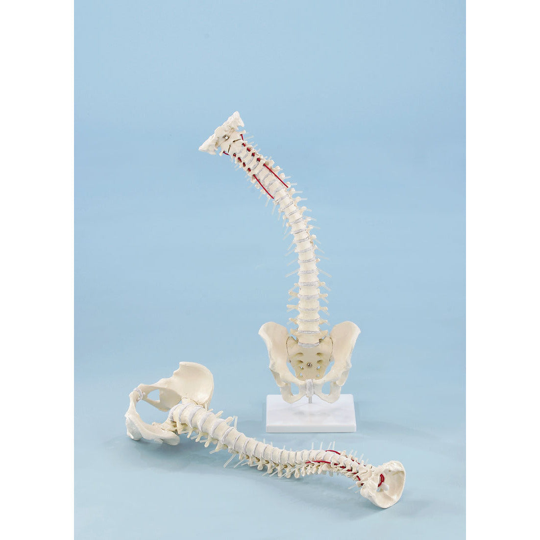 Vertebral Column with Pelvis - Erler Zimmer