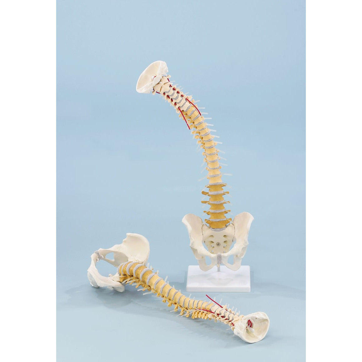 Vertebral Column with Pelvis and Stand - Didactical Coloured