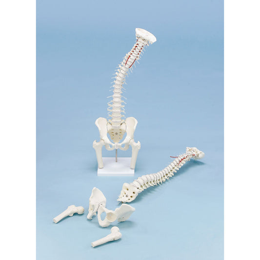 Vertebral Column with Pelvis, Femoral Stumps and Stand