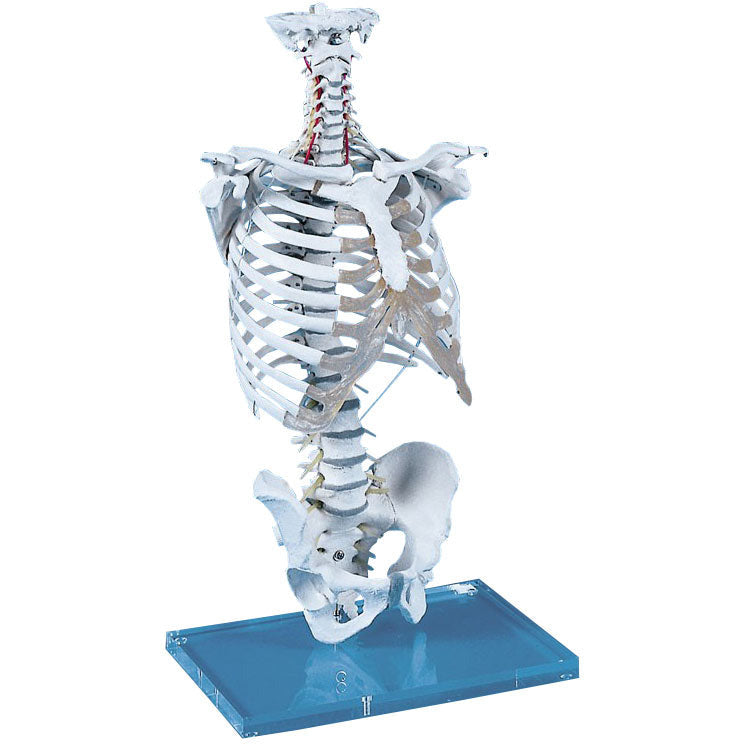 Vertebral Column with Thoracic Cage