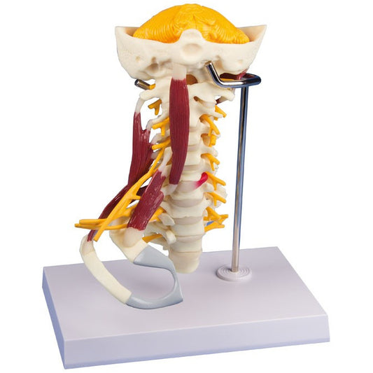 Muscled Cervical Spine