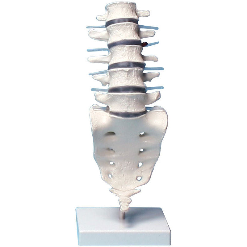 Lumbar Vertebral Column with Stand