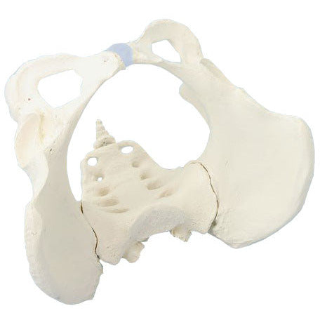Female Pelvis Model with Sacrum