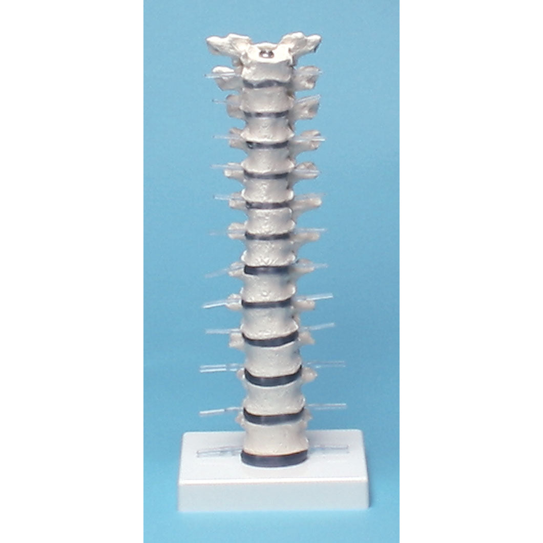 Thoracic Vertebral Column with Stand - Erler Zimmer