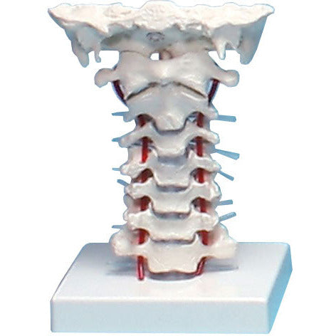 Cervical Vertebral Column with Stand