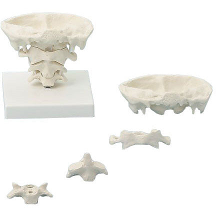 Head Articulations - Natural Size with Stand