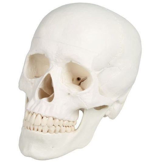 Erler Zimmer Skull Model - 3 Parts