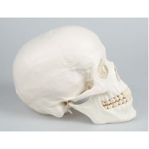 Erler Zimmer Skull Model - 3 Parts