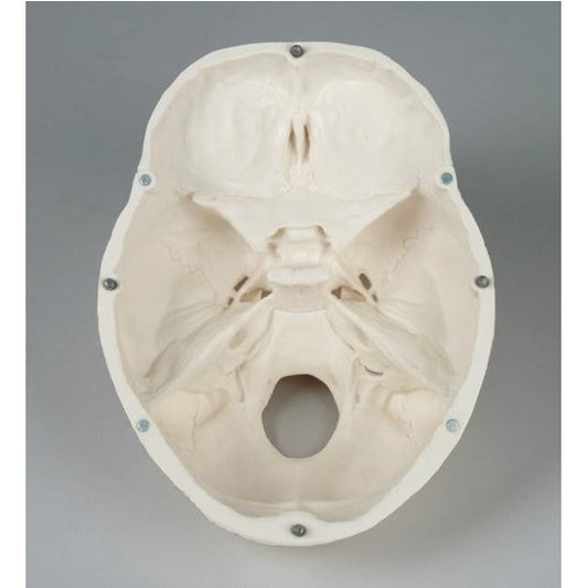 Erler Zimmer Skull Model - 3 Parts