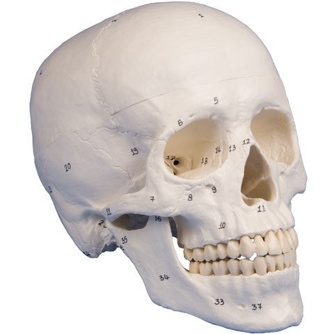 Skull Model - 3-Part and Numbered