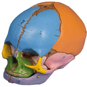 Didactic Foetal Skull - 38 Week