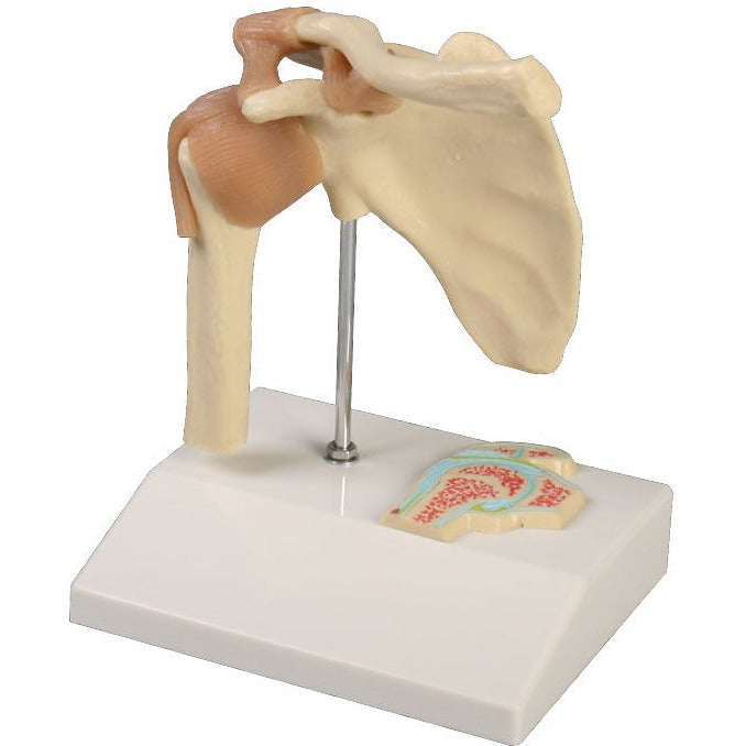 Miniature Shoulder Joint with Cross Section