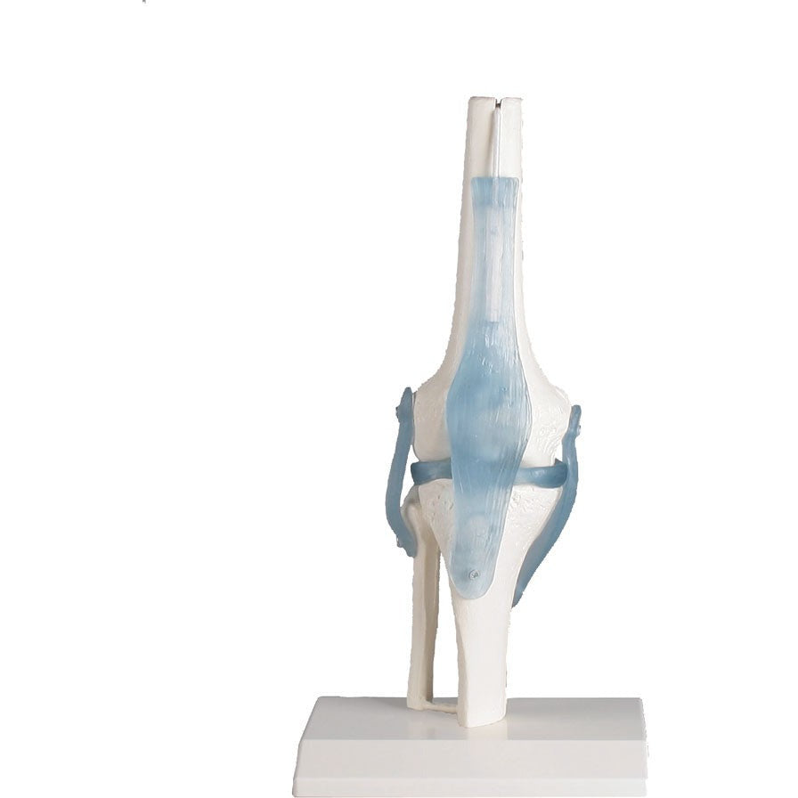 Knee Joint with Ligaments and Stand