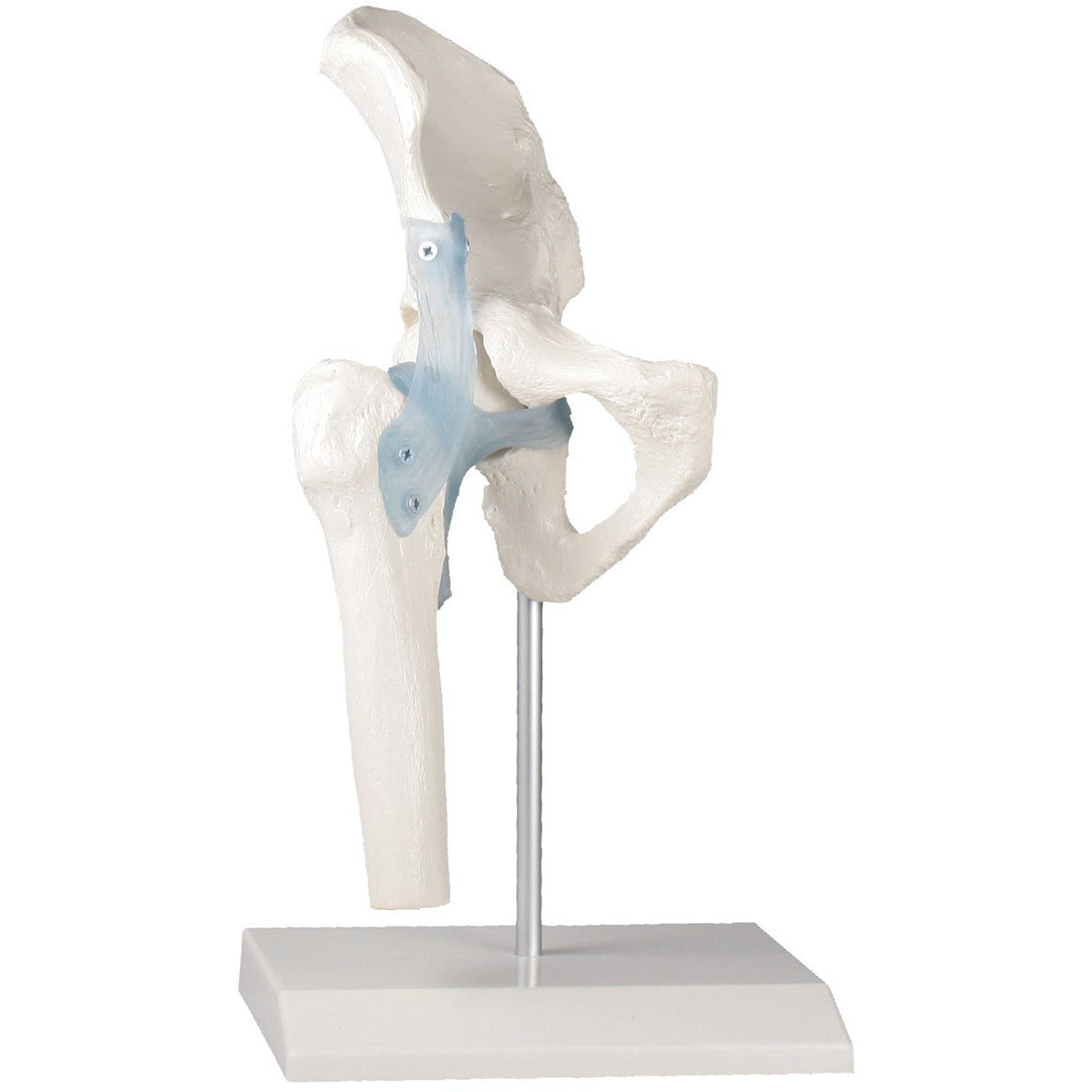 Hip Joint with Ligaments and Stand