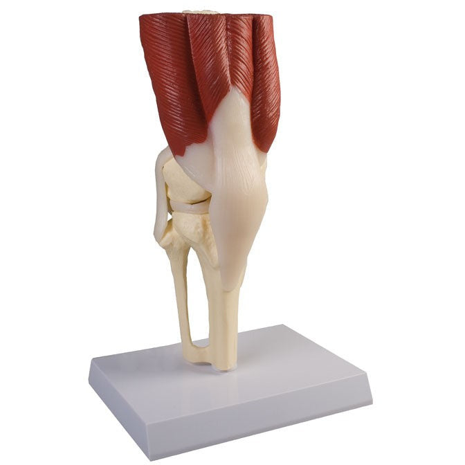 Life-Size Knee Joint with Muscles