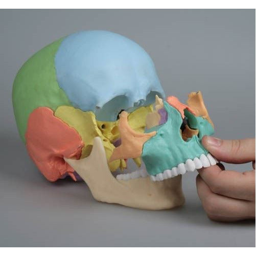 Erler Zimmer Osteopathic Skull Model - 22 Parts - Didactical Version