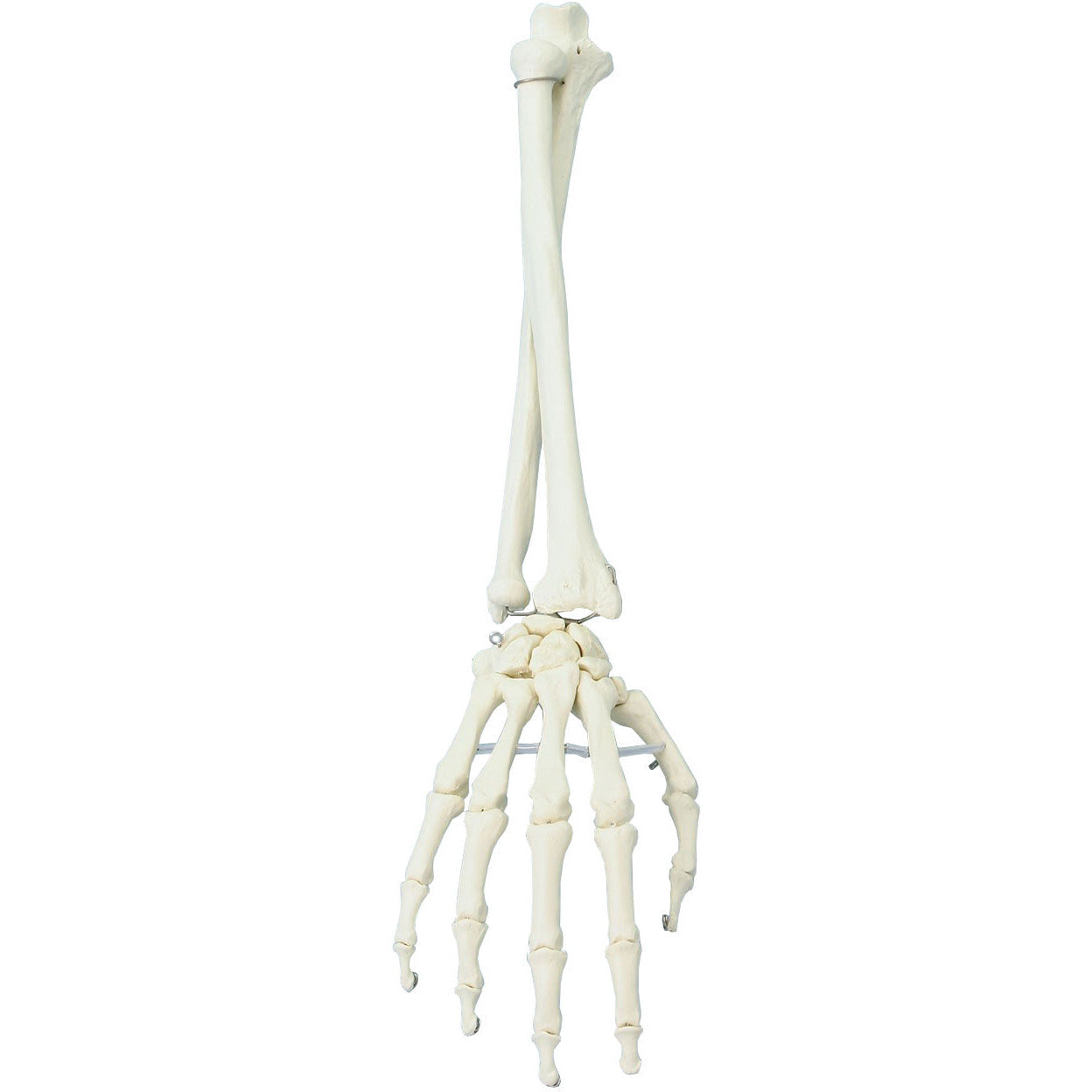 Hand Model with Lower Arm