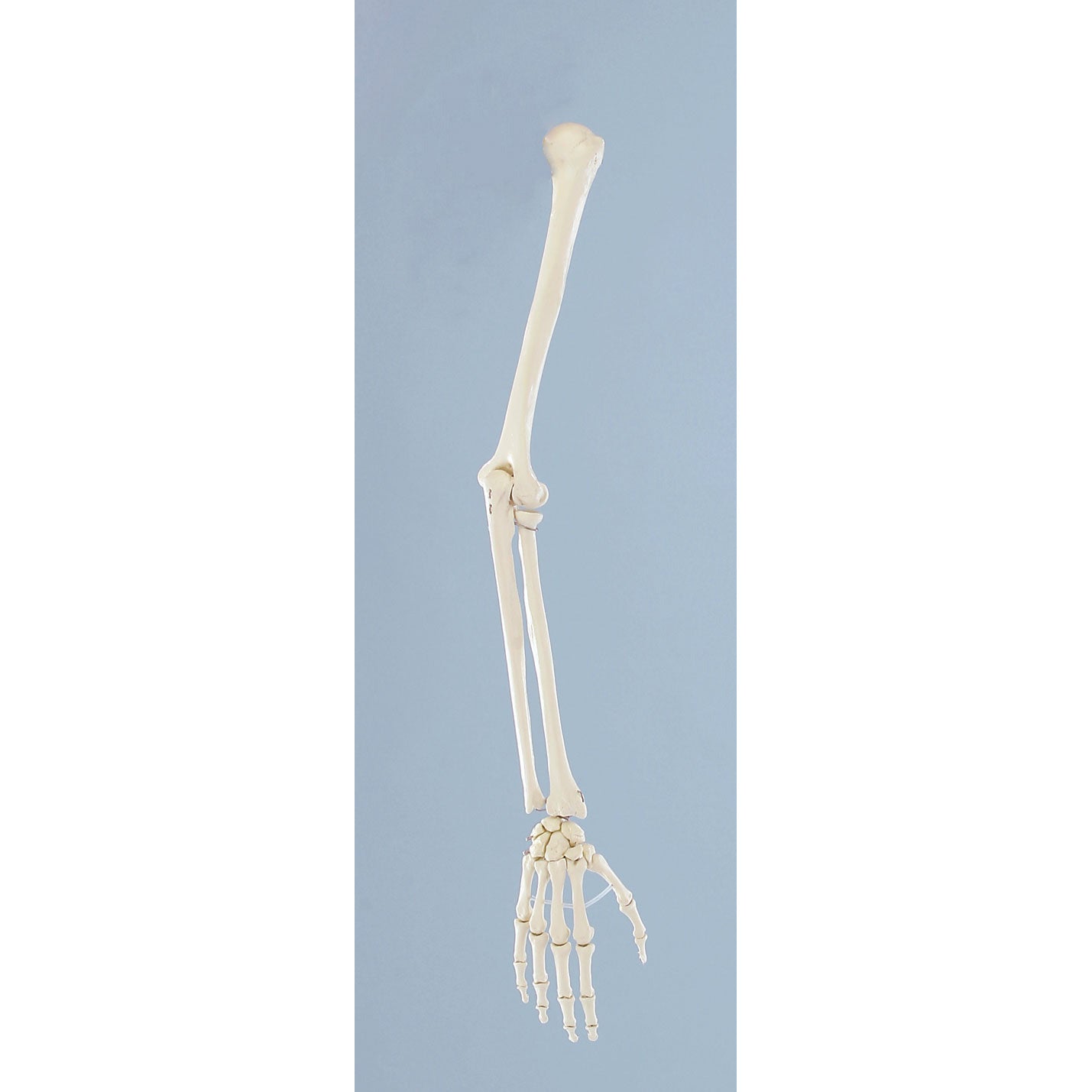 Skeleton of Arm - Erler Zimmer