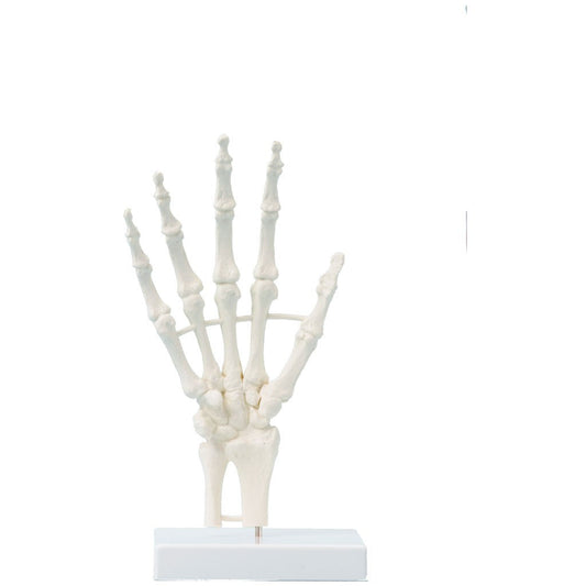 Hand Model - Non-Moving