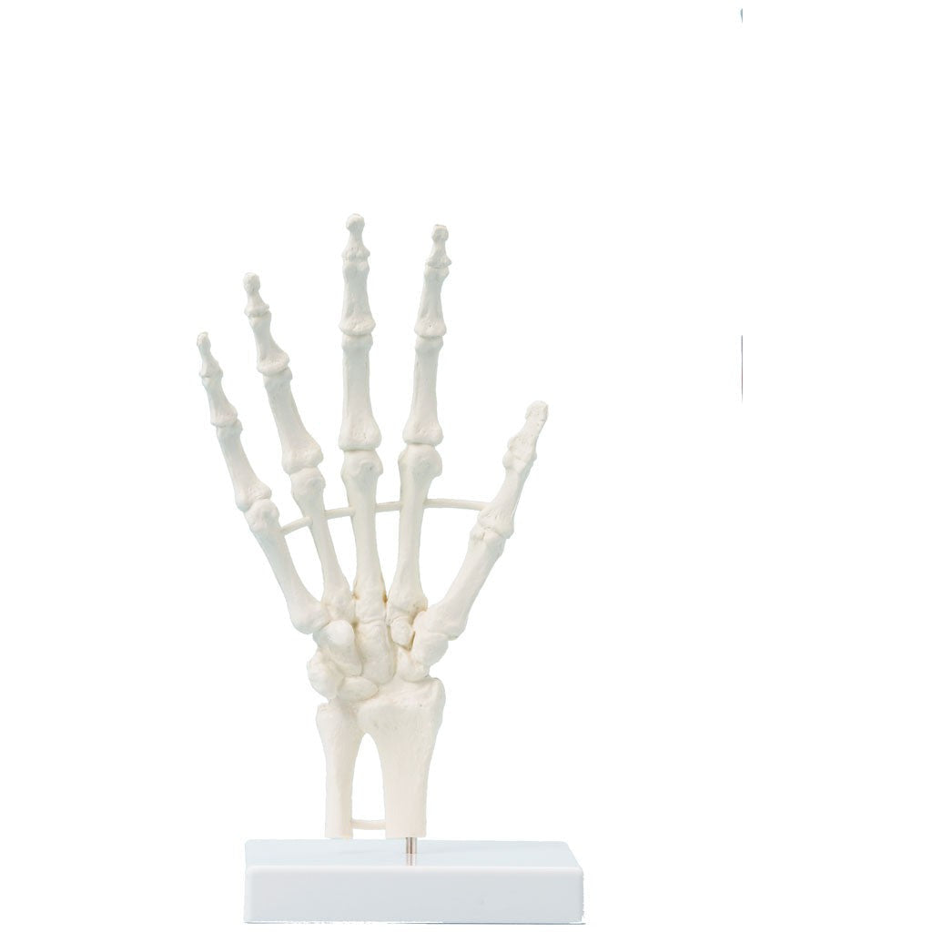 Hand Model - Non-Moving