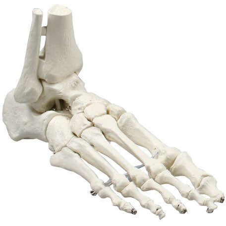 Foot Skeleton with Tibia and Fibula Insertion