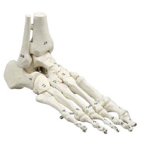 Foot Skeleton with Tibia and Fibula Insertion - Numbered -