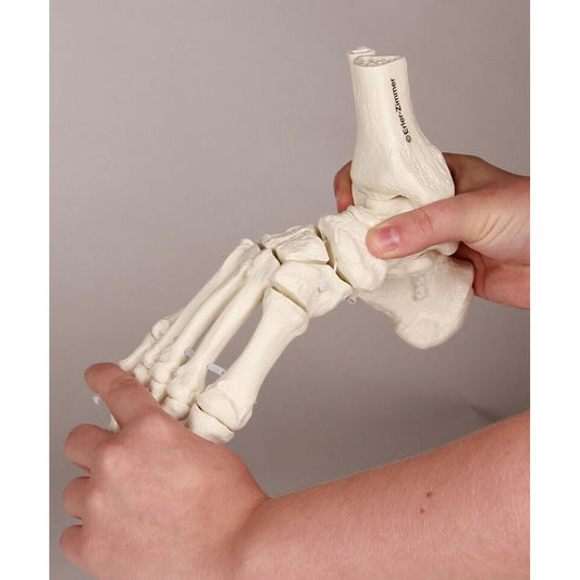 Foot Skeleton with Tibia and Fibula Insertion - Flexible -
