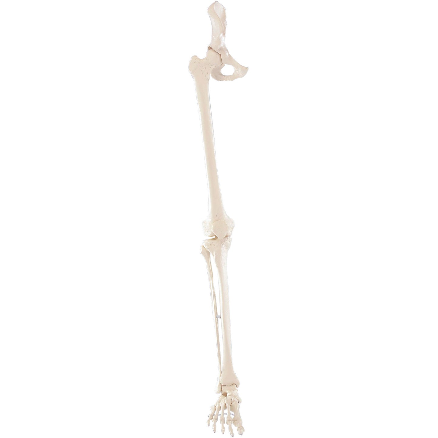 Leg Skeleton with Half Pelvis