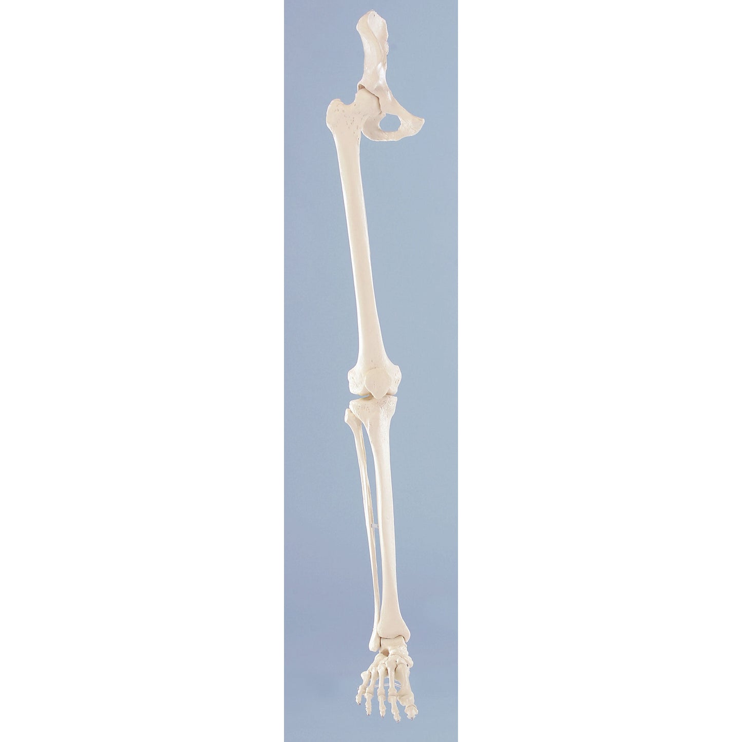 Skeleton of Leg with Half Pelvis & Flexible Foot - Erler Zimmer