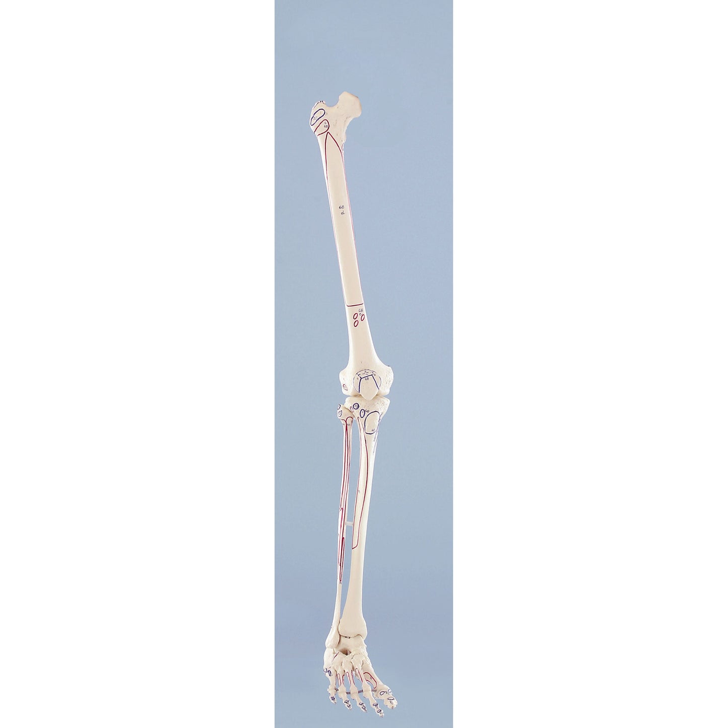 Skeleton of Leg with Muscle Marking - Erler Zimmer