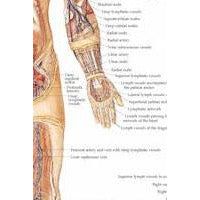 Lymphatic System Anatomical Chart -