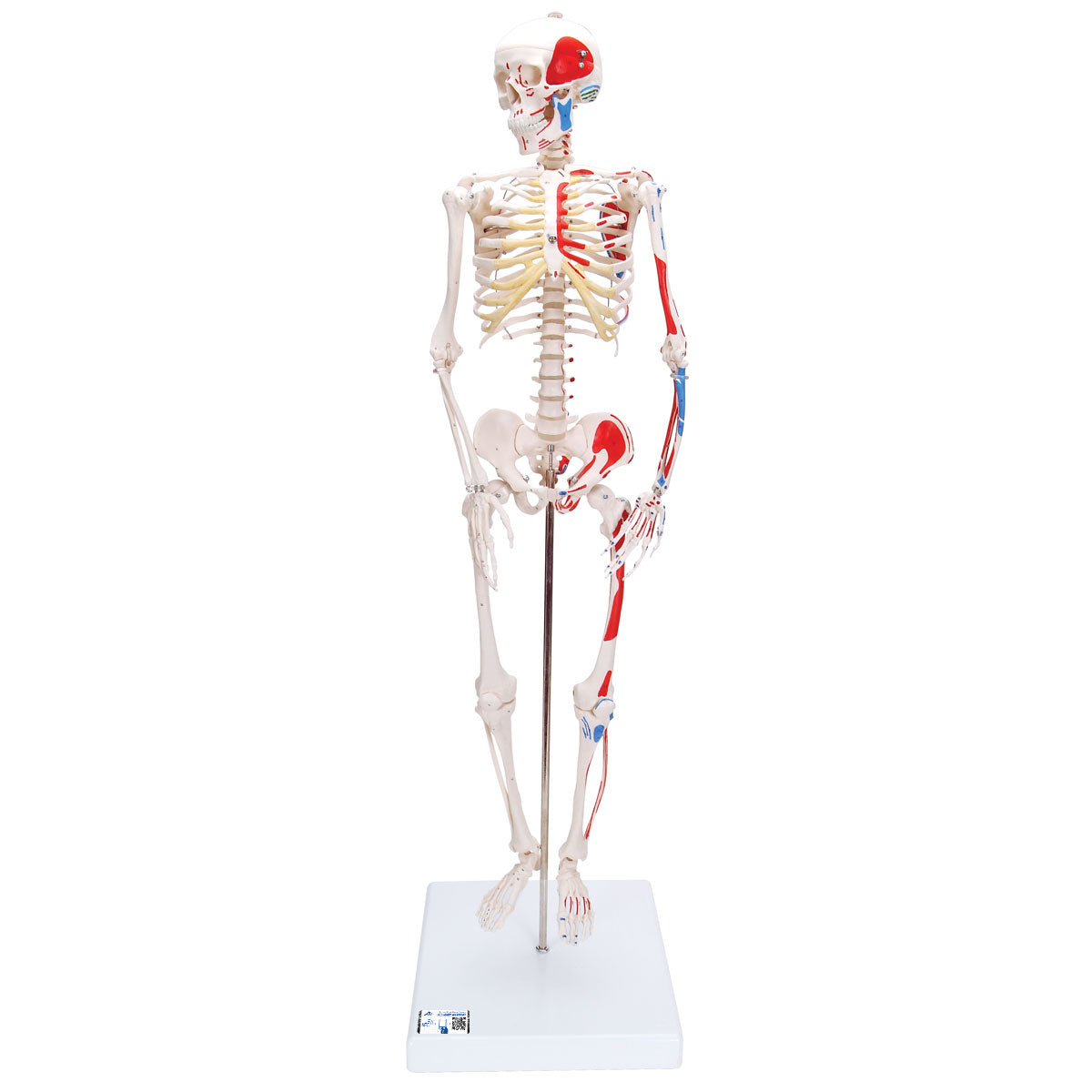 Mini Human Skeleton Shorty with Painted Muscles, Pelvic Mounted, Half Natural Size - 3B Scientific