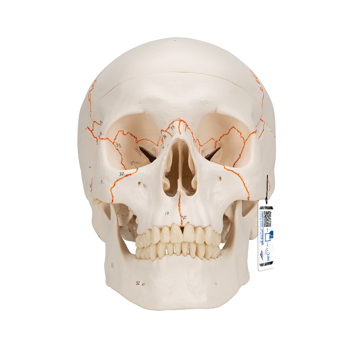 Numbered Human Classic Skull Model, 3 part - 3B Scientific