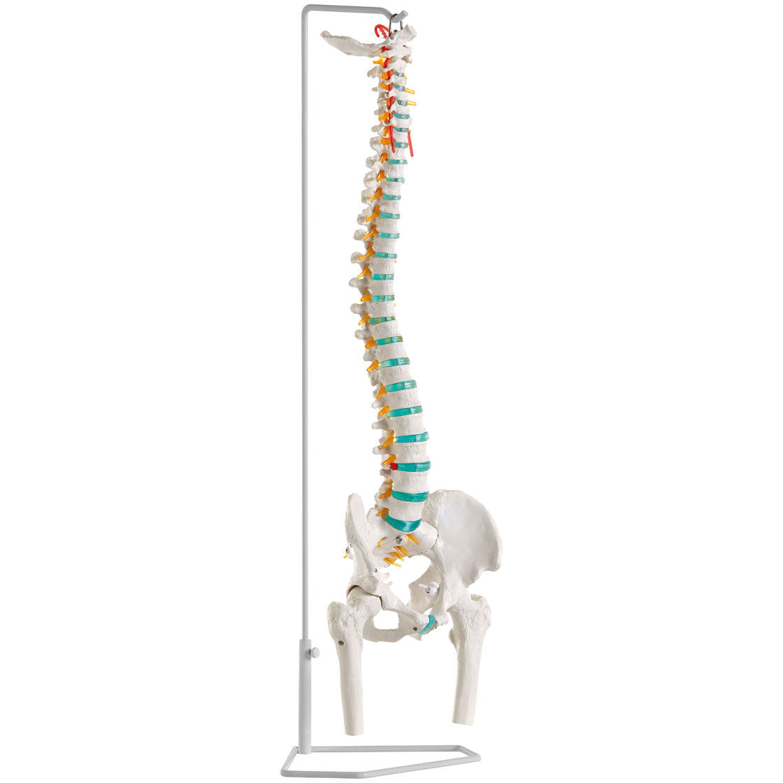 Flexible Vertebral Column with Femur Heads - Erler Zimmer