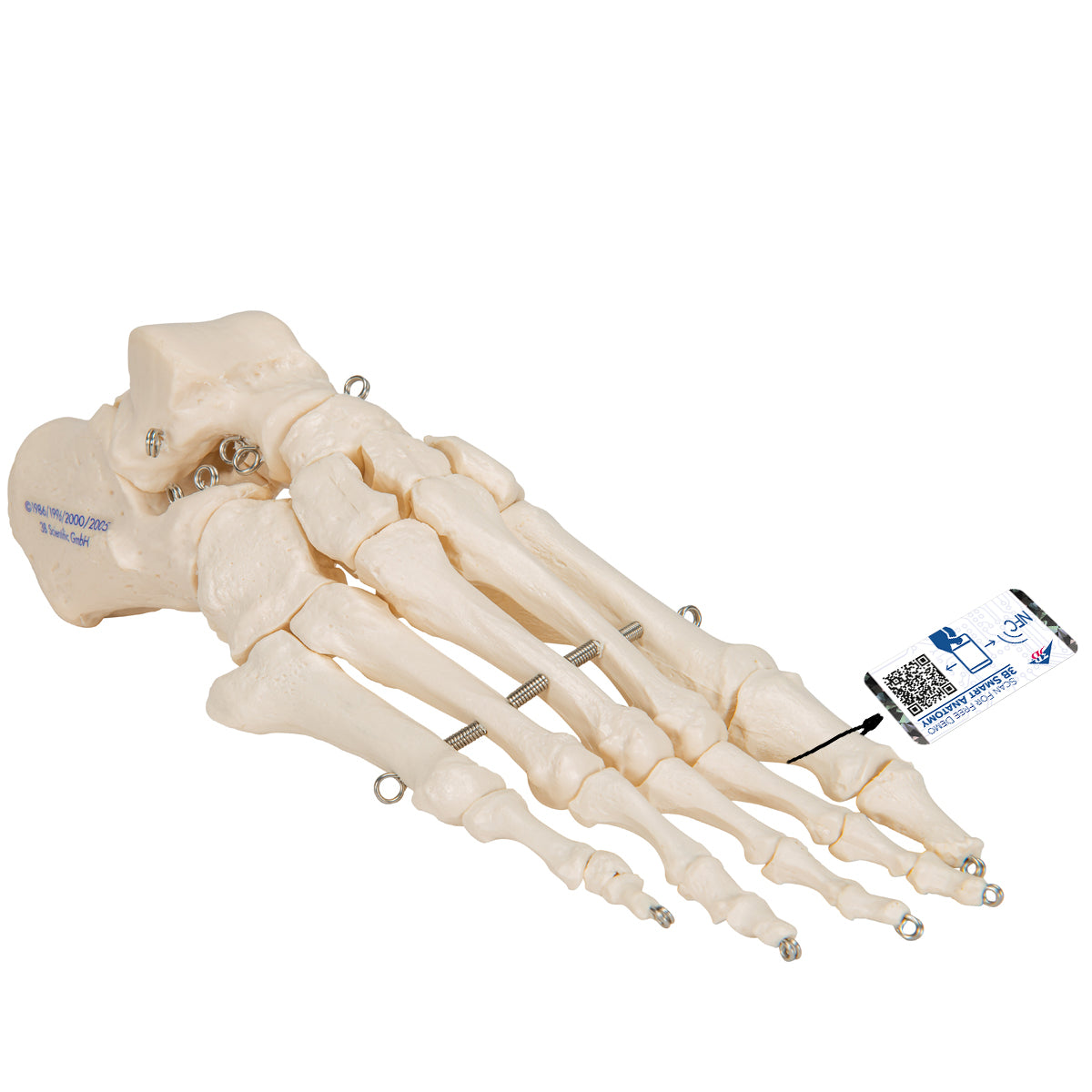 Human Foot Skeleton, Wire Mounted - 3B Scientific